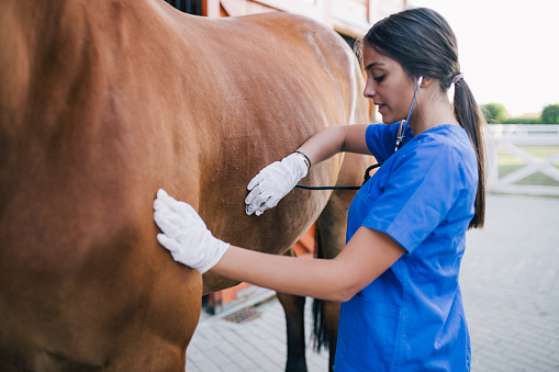 Wrexham Veterinary Care - Horse Vets